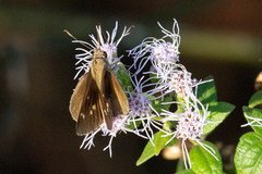 Cymaenes lepta