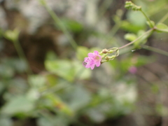 Talinum fruticosum