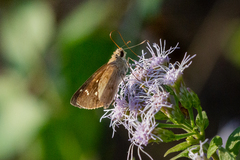 Cymaenes lepta