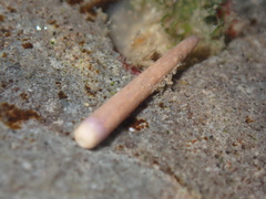 Strongylocentrotus purpuratus