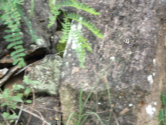 Heliconius peruvianus