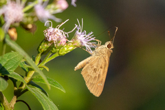 Cymaenes lepta