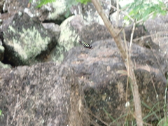 Heliconius peruvianus