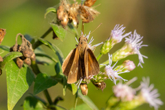 Cymaenes lepta