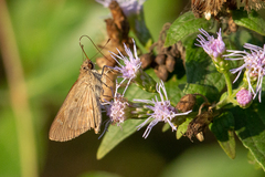 Cymaenes lepta