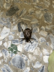 Protaetia orientalis sakaii