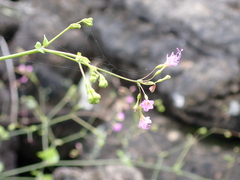Commicarpus tuberosus