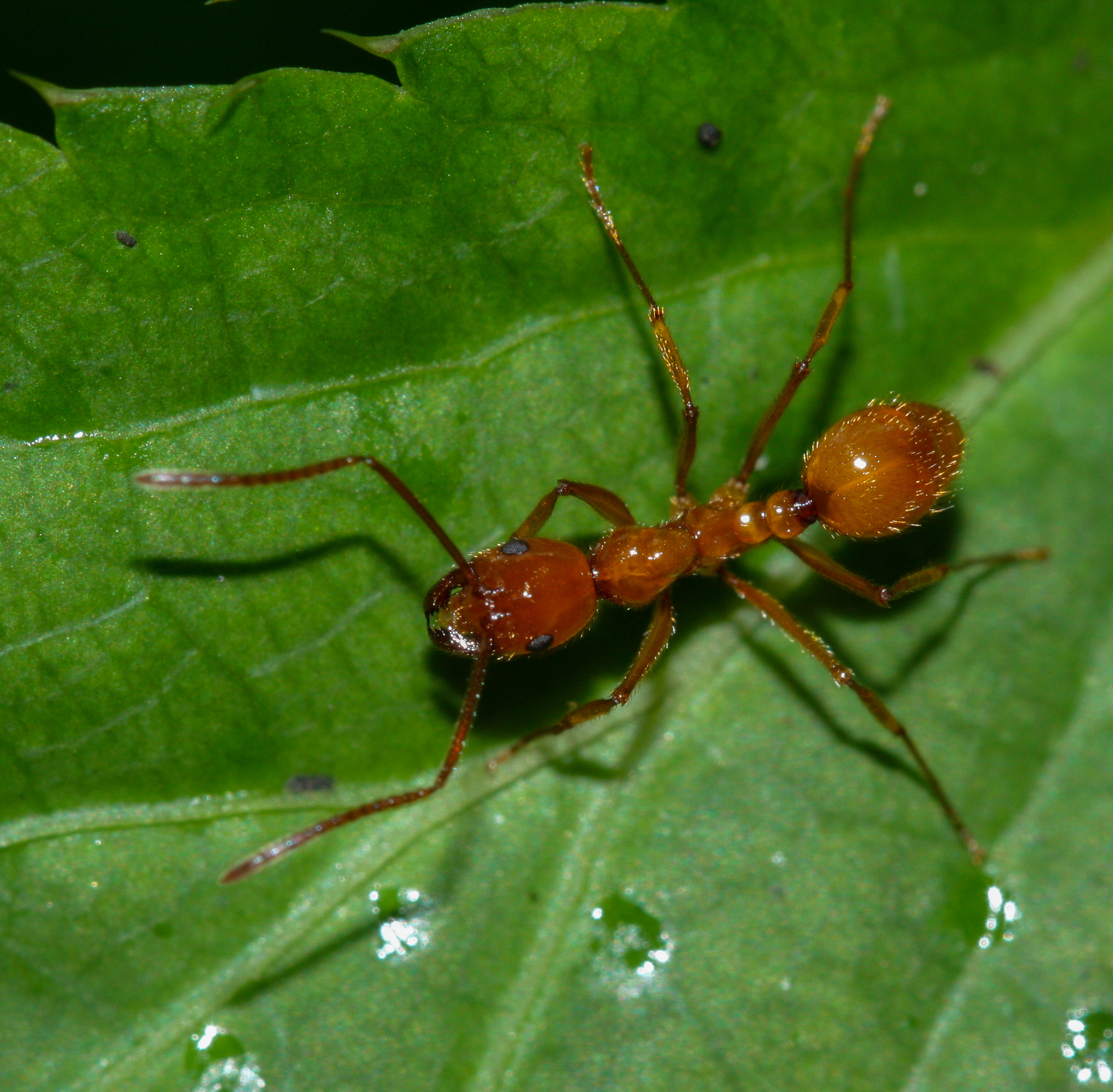 Megalomyrmex balzani