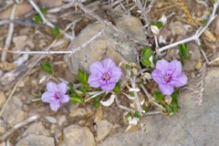 Ruellia parryi