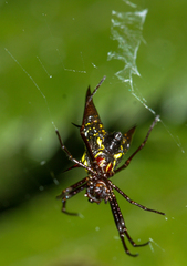 Micrathena pichincha
