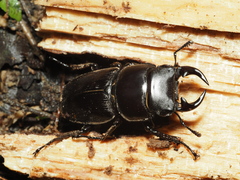 Dorcus hopei hopei