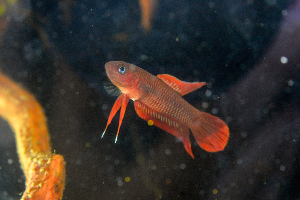 Betta bordeaux de Bangka (Betta burdigala)