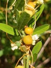 Smicronyx sculpticollis