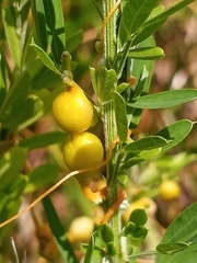 Smicronyx sculpticollis