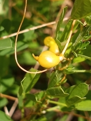 Smicronyx sculpticollis