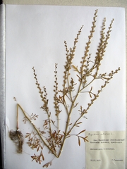 Lepidium sativum