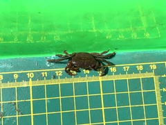 Geothelphusa eucrinodonta