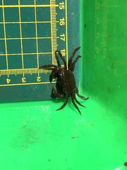 Geothelphusa eucrinodonta