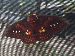 Procitheronia fenestrata