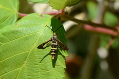 Synanthedon bibionipennis