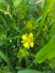 Potentilla bimundorum