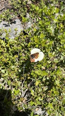 Euphydryas chalcedona sierra