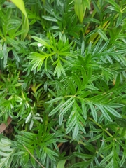 Potentilla bimundorum