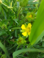 Potentilla bimundorum