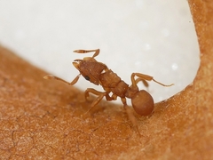 Cyphomyrmex wheeleri