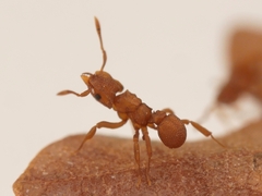 Cyphomyrmex wheeleri