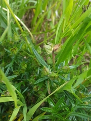 Potentilla bimundorum