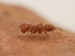 Cyphomyrmex wheeleri