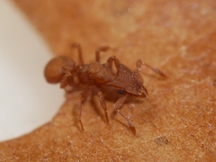 Cyphomyrmex wheeleri