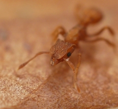 Cyphomyrmex wheeleri