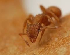 Cyphomyrmex wheeleri