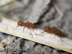 Cyphomyrmex wheeleri