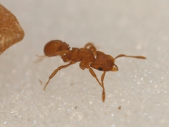 Cyphomyrmex wheeleri