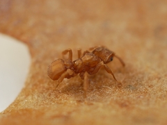 Cyphomyrmex wheeleri