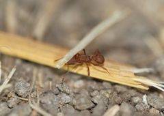 Cyphomyrmex wheeleri