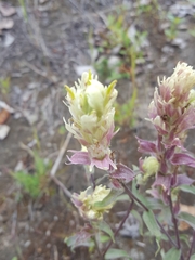 Castilleja raupii