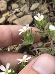 Leptosiphon nuttallii pubescens