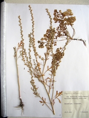 Lepidium sativum