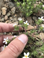 Leptosiphon nuttallii pubescens