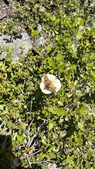 Euphydryas chalcedona sierra