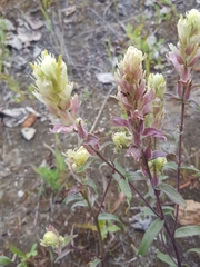 Castilleja raupii