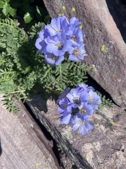 Polemonium confertum