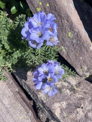 Polemonium confertum