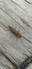 Copidita quadrimaculata