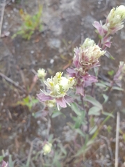 Castilleja raupii
