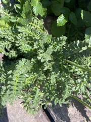 Polemonium confertum